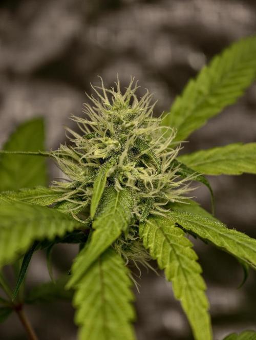 F025 Dutch Passion test strain. Week 6