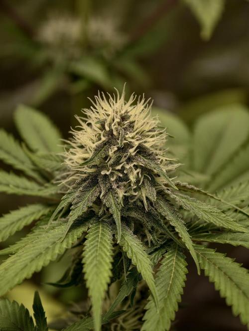 F026 Dutch Passion test strain. Week 6