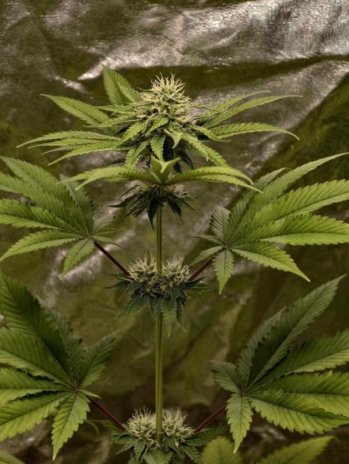 F026 Dutch Passion test strain. Week 6