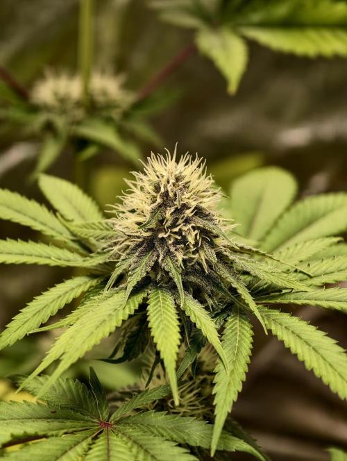 F026 Dutch Passion test strain. Week 6