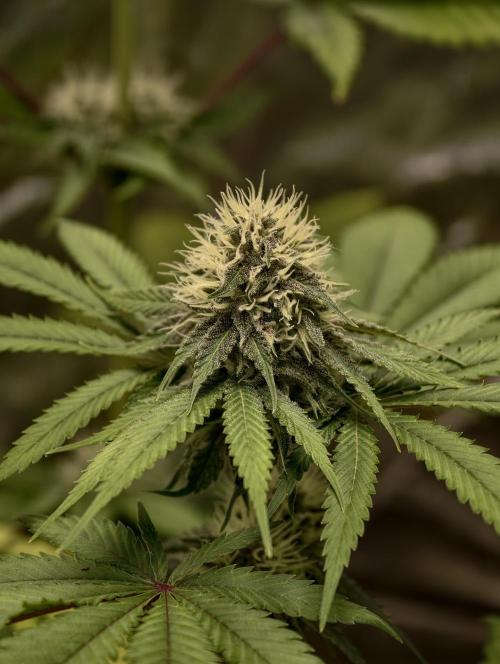 F026 Dutch Passion test strain. Week 6