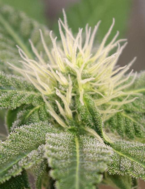 F027 Dutch Passion test strain. Week 6