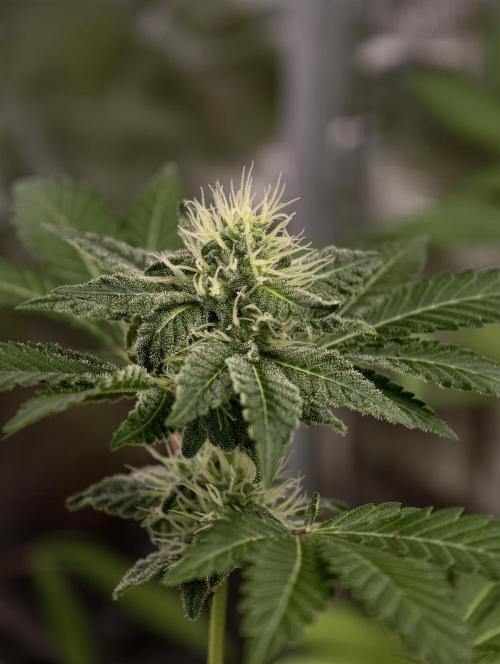 F027 Dutch Passion test strain. Week 6