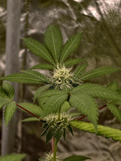 F027 Dutch Passion test strain. Week 6