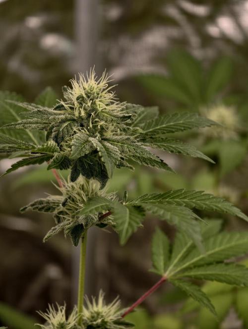 F027 Dutch Passion test strain. Week 6