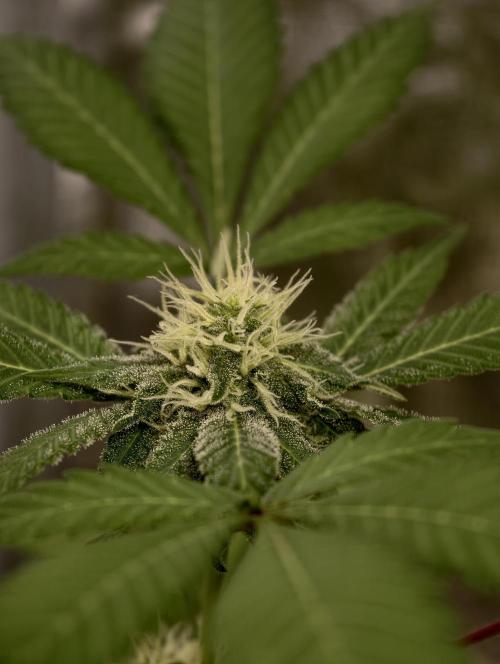 F027 Dutch Passion test strain. Week 6