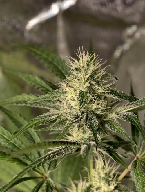 F028 Dutch Passion test strain. Week 6