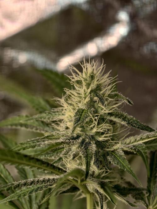 F028 Dutch Passion test strain. Week 6