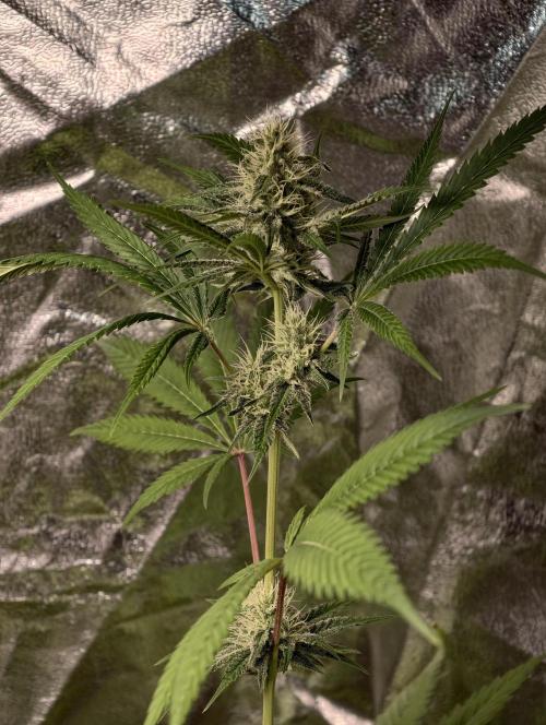 F028 Dutch Passion test strain. Week 6
