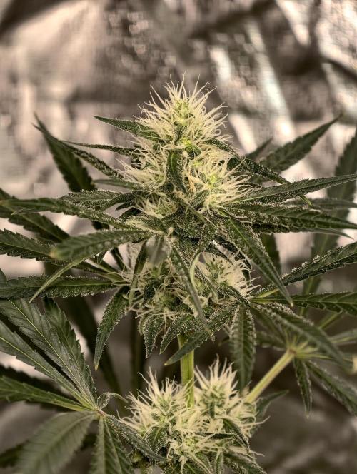 Poison cookies. Week 7
