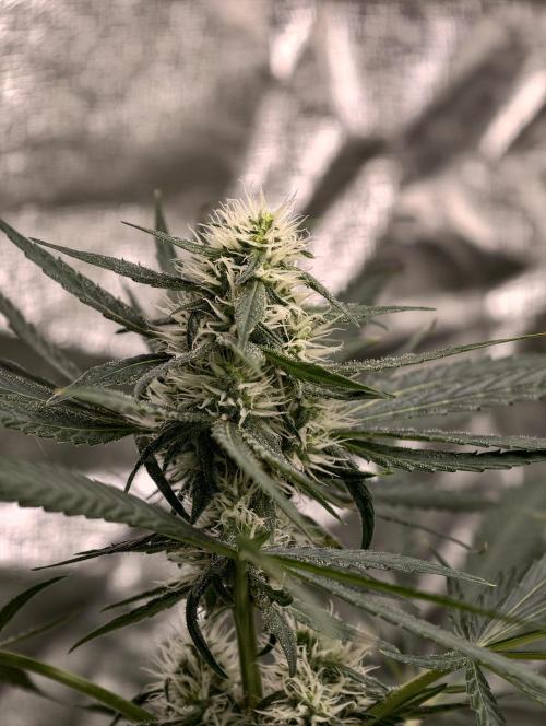 Poison cookies. Week 7