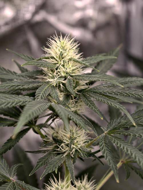 Poison cookies. Week 7