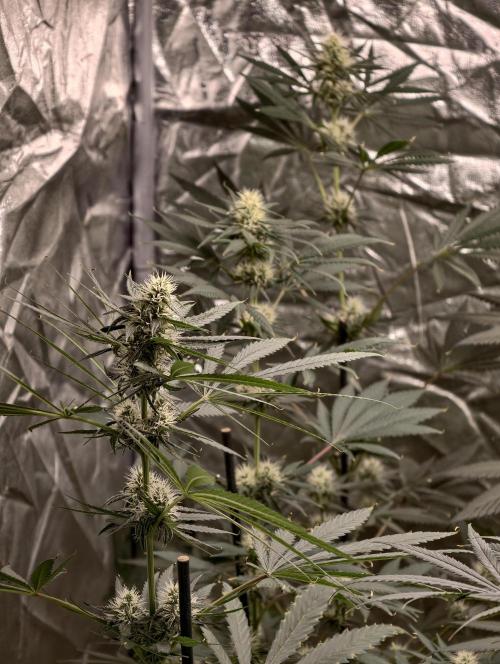 Poison cookies. Week 7