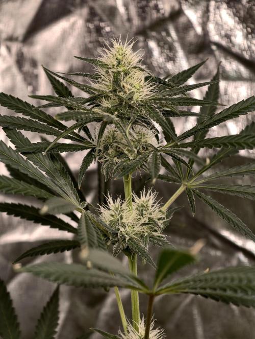 Poison cookies. Week 7
