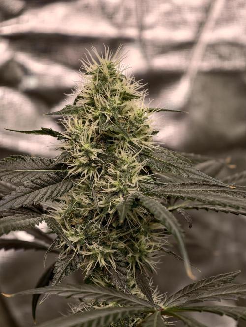 Orange Biscuit. Week 7