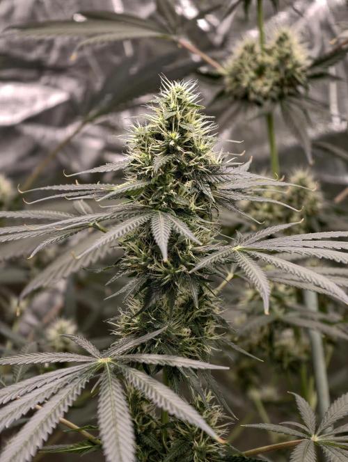 Orange Biscuit. Week 7