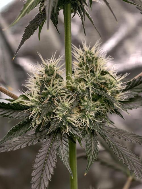 Orange Biscuit. Week 7