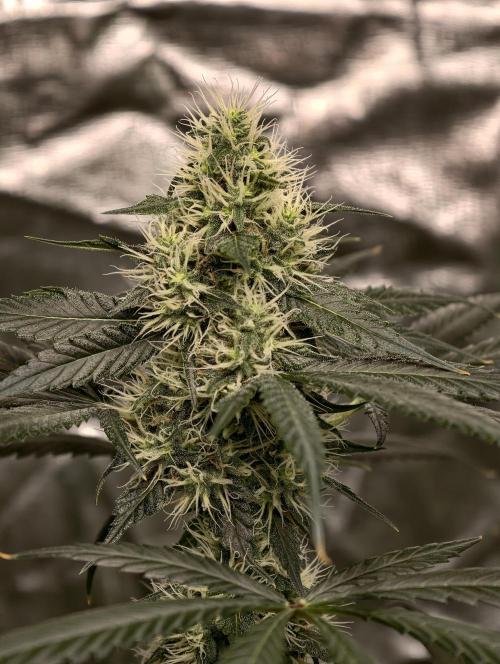 Orange Biscuit. Week 7