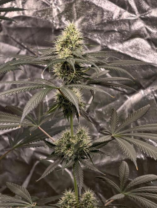 Orange Biscuit. Week 7
