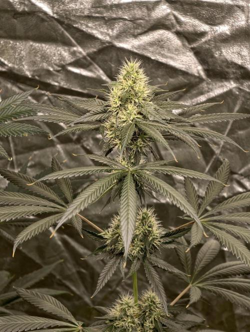 Orange Biscuit. Week 7