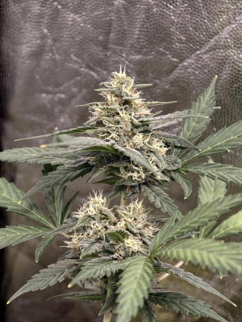 A005 Dutch Passion Test. Week 7