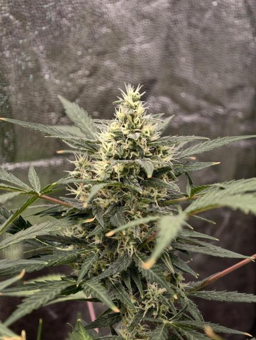 A005 Dutch Passion Test. Week 7
