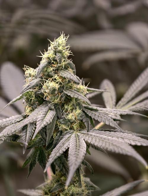 F001 Dutch Passion test strain. Week 8