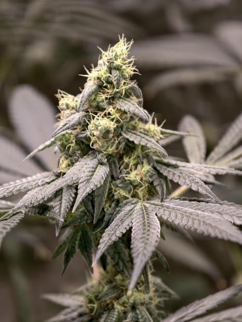 F001 Dutch Passion test strain. Week 8