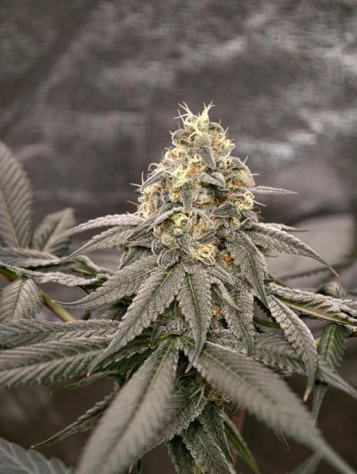 F001 Dutch Passion test strain. Week 8