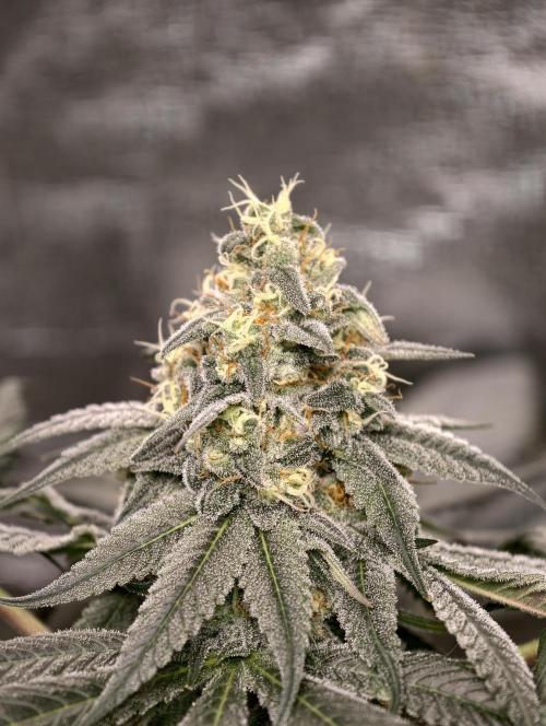 F001 Dutch Passion test strain. Week 8