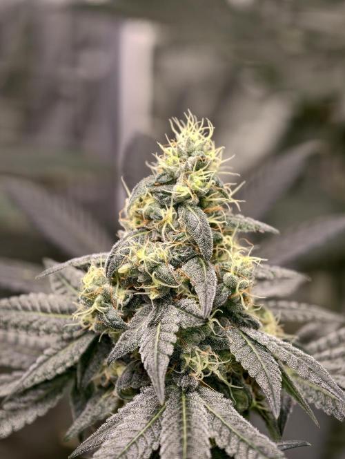 F001 Dutch Passion test strain. Week 8