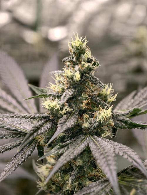 F001 Dutch Passion test strain. Week 8