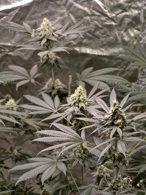 F001 Dutch Passion test strain. Week 8