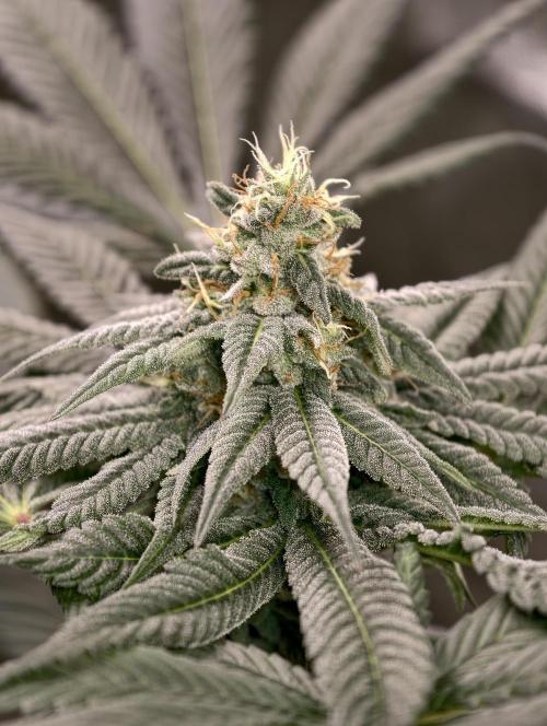 F002 Dutch Passion test strain. Week 8