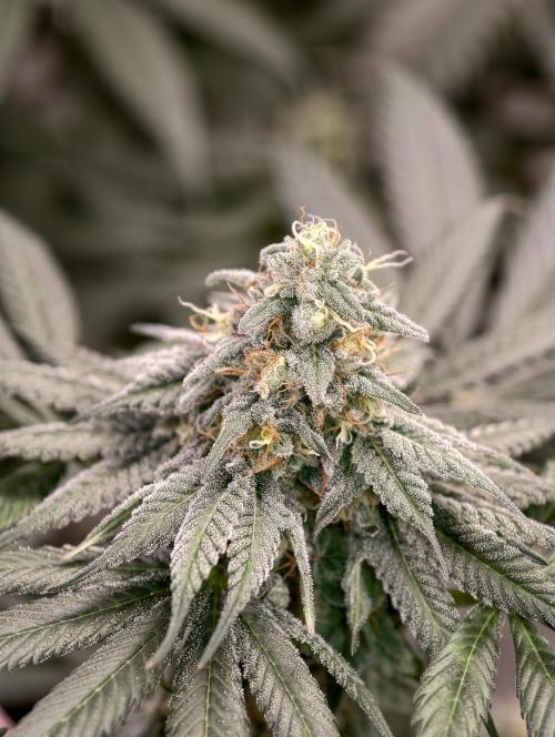 F002 Dutch Passion test strain. Week 8