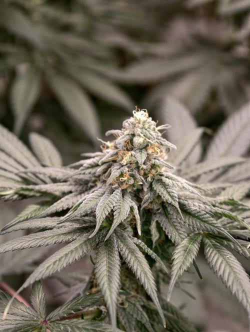 F002 Dutch Passion test strain. Week 8