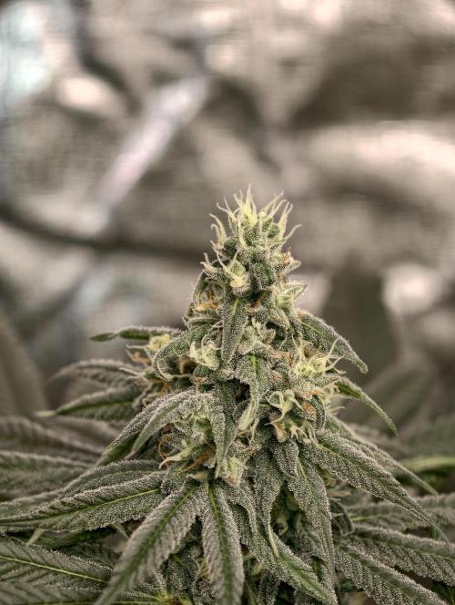 F002 Dutch Passion test strain. Week 8