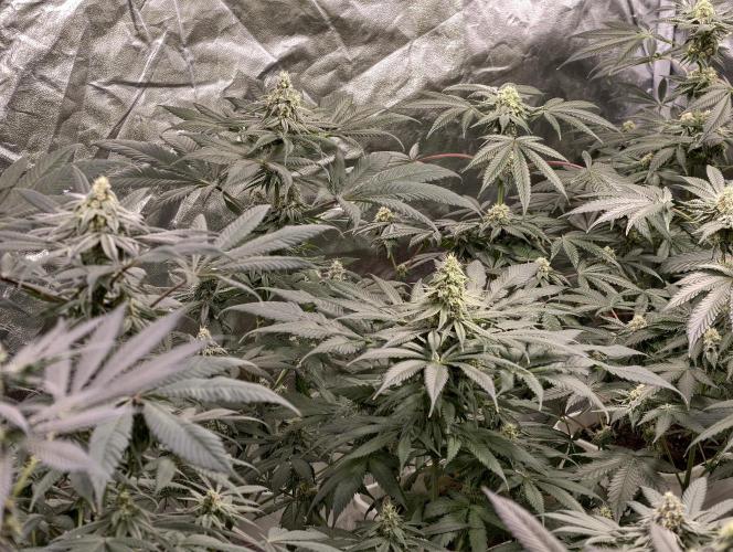 F002 Dutch Passion test strain. Week 8