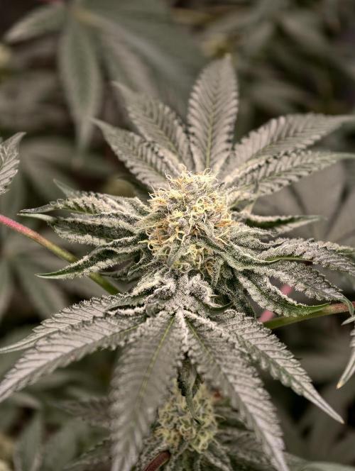 F008 Dutch Passion test strain. Week 8