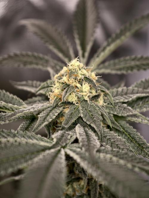 F008 Dutch Passion test strain. Week 8
