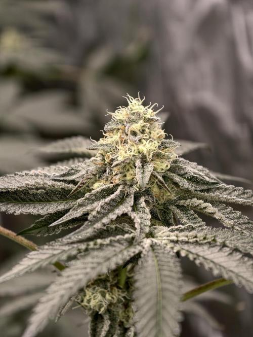 F008 Dutch Passion test strain. Week 8