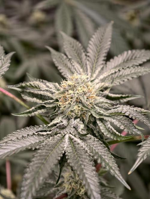 F008 Dutch Passion test strain. Week 8