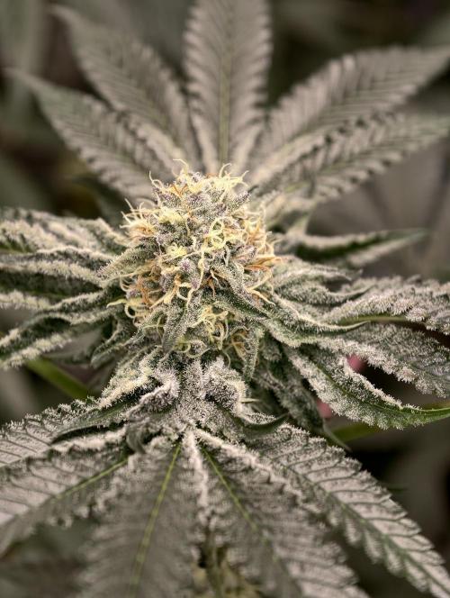 F008 Dutch Passion test strain. Week 8