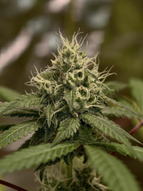 F025 Dutch Passion test strain. Week 7