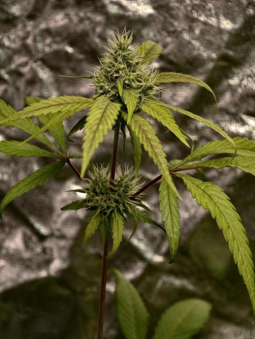 F025 Dutch Passion test strain. Week 7