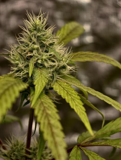 F025 Dutch Passion test strain. Week 7