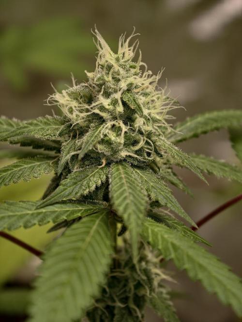 F025 Dutch Passion test strain. Week 7