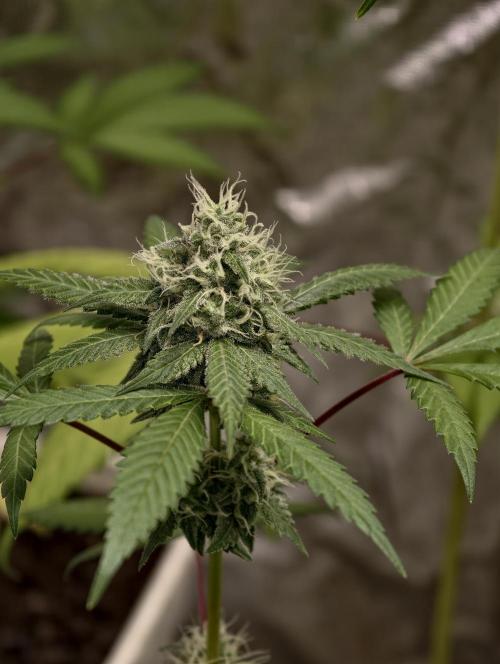 F025 Dutch Passion test strain. Week 7