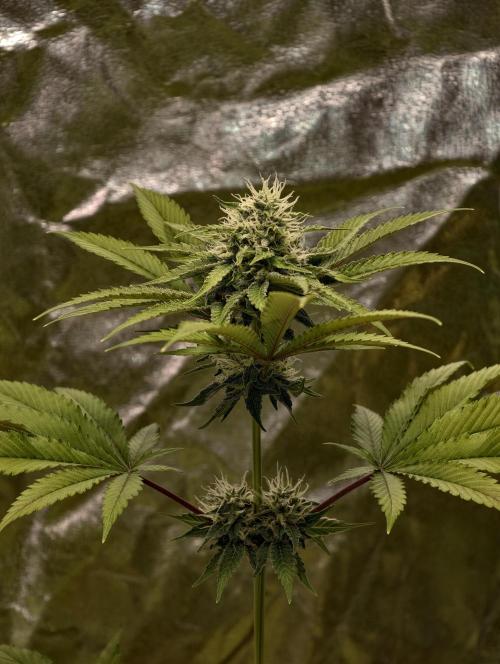 F026 Dutch Passion test strain. Week 7