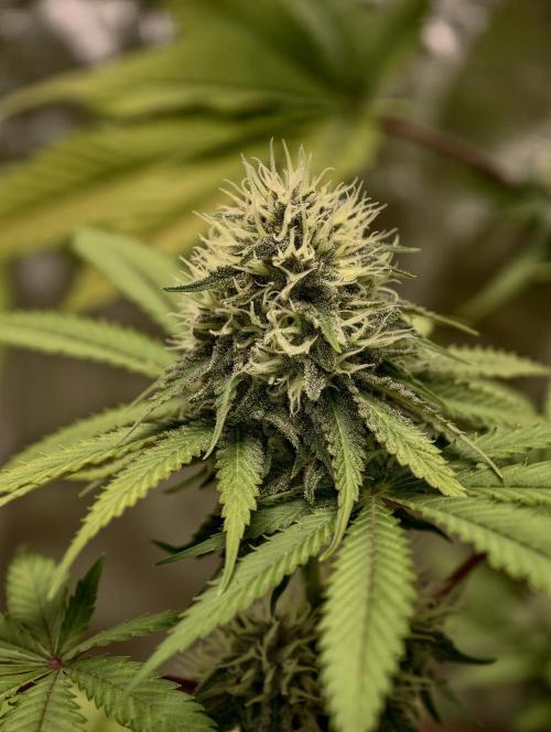 F026 Dutch Passion test strain. Week 7